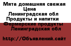 Мята домашняя свежая  › Цена ­ 150 - Ленинградская обл. Продукты и напитки » Фермерские продукты   . Ленинградская обл.